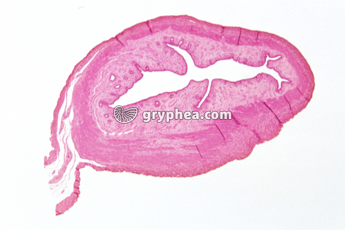 Utérus de Souris phase folliculaire CT x5 - gryphea.com